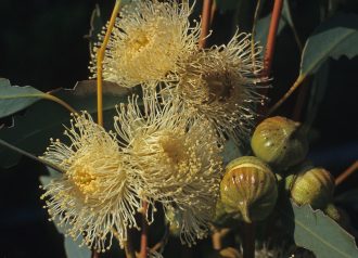 Eucalyptus burracoppinensis Australian native tree