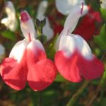 Salvia Hot Lips perennial plant