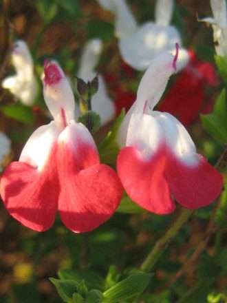 Salvia Hot Lips perennial plant