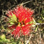 Callistemon pearsonii Rocky Rambler Australian native plant
