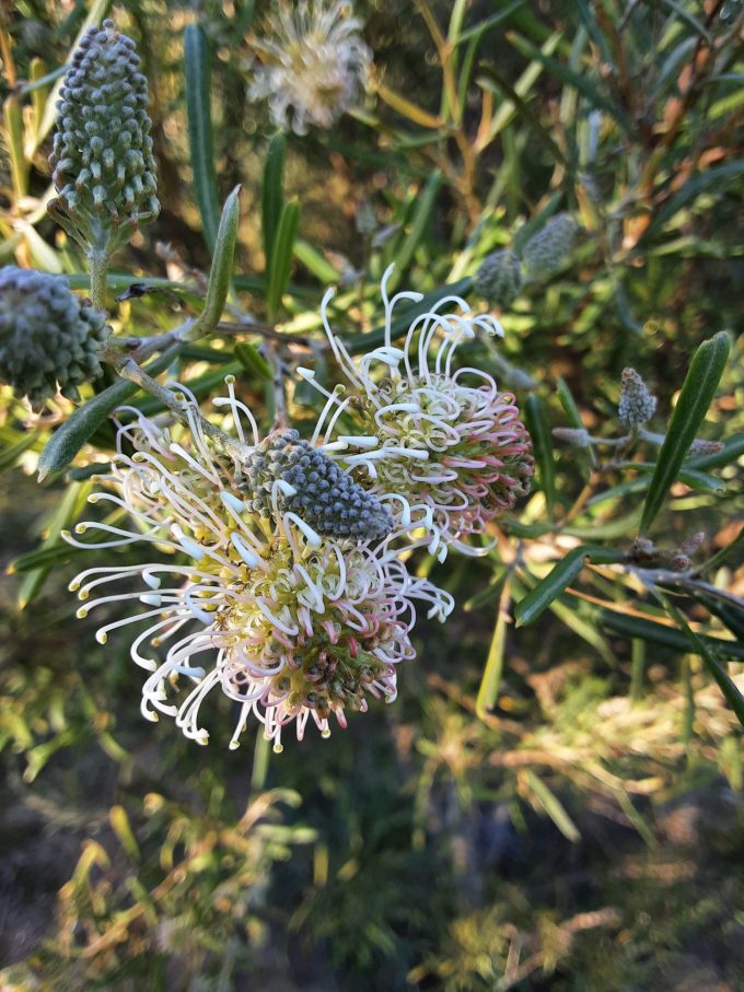 Grevillea commutata Australian native plant