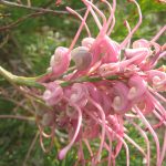 Grevillea plurijuga ssp superba Australian native plant
