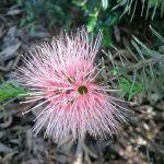 Kunzea baxteri Solomons Pink Australian native plant