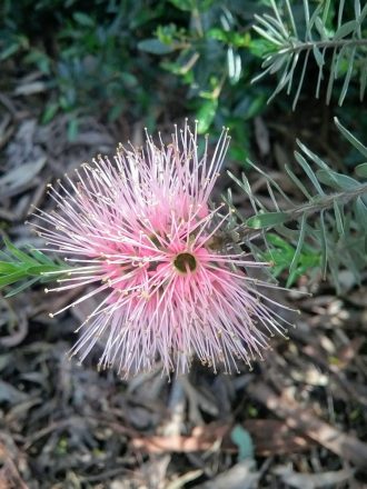 Kunzea baxteri Solomons Pink in 68mm Super Tube