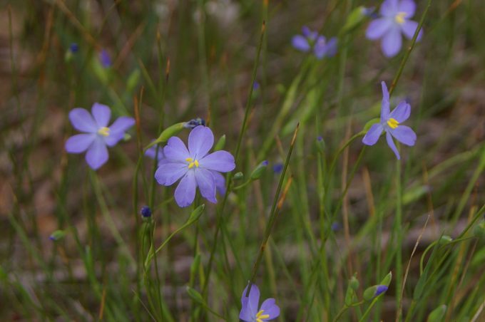 Orthrosanthus laxus var gramineus Australian native plant