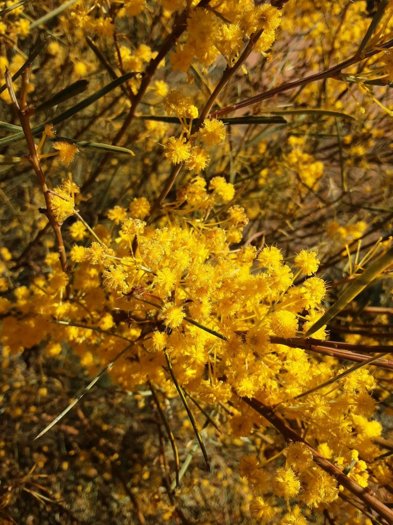 Acacia prainii Australian native plant