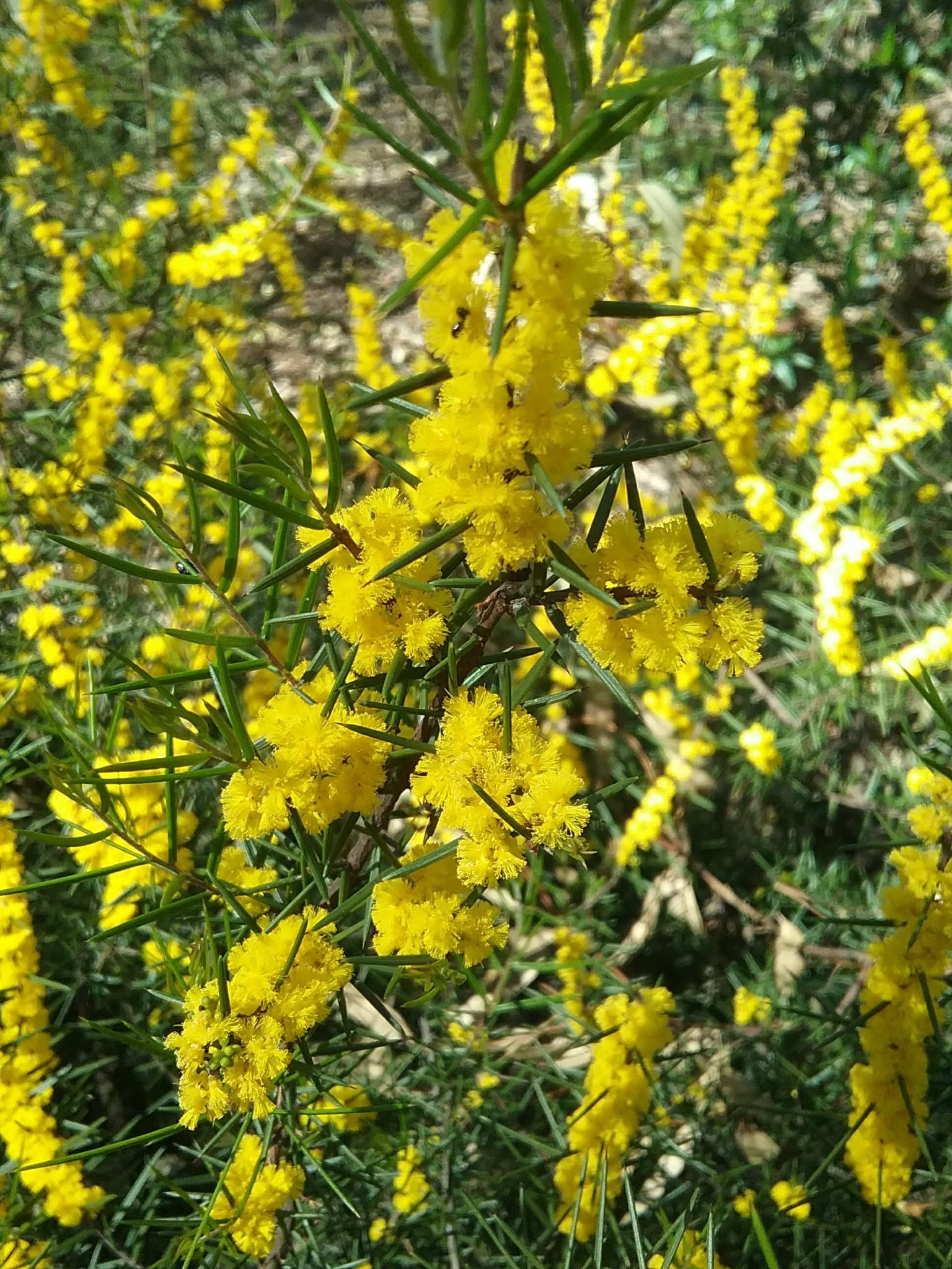 Acacia rhigiophylla in 50mm Forestry Tube – Trigg Plants