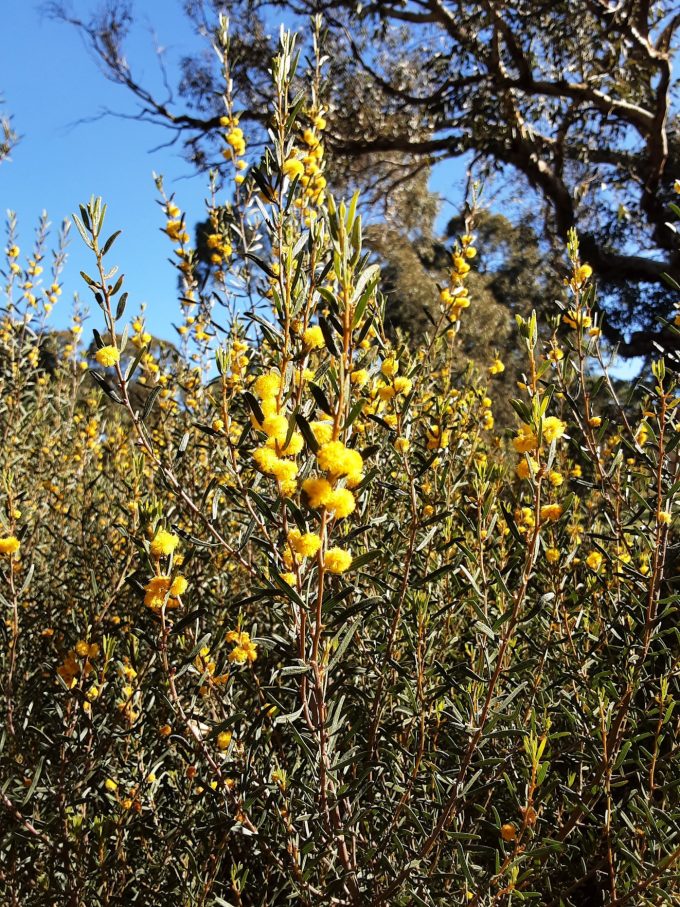 Acacia wilhelmiana Australian native plant
