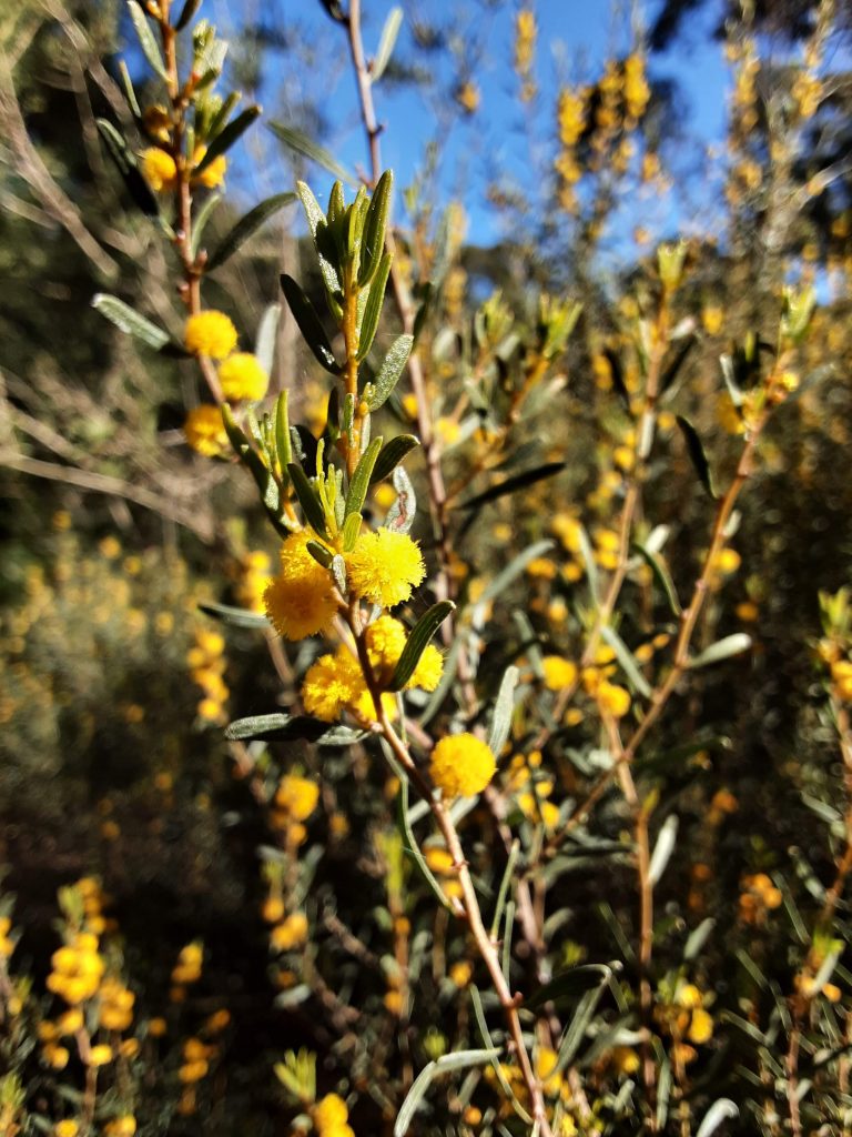 Acacia wilhelmiana Australian native plant