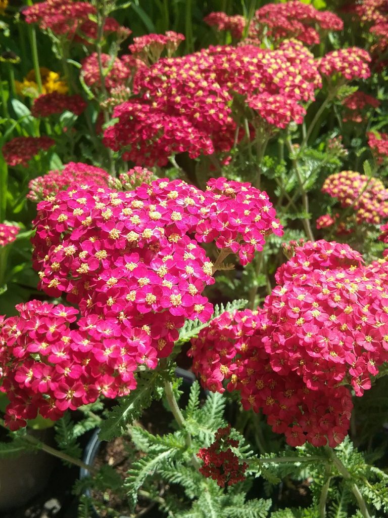 Achillea Paprika in 75mm Supergro Tube – Trigg Plants