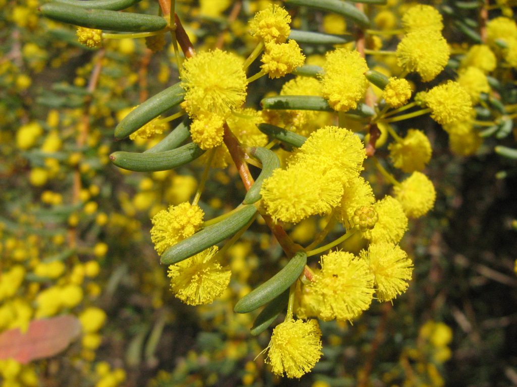 Acacia pinguifolia Australian native plant