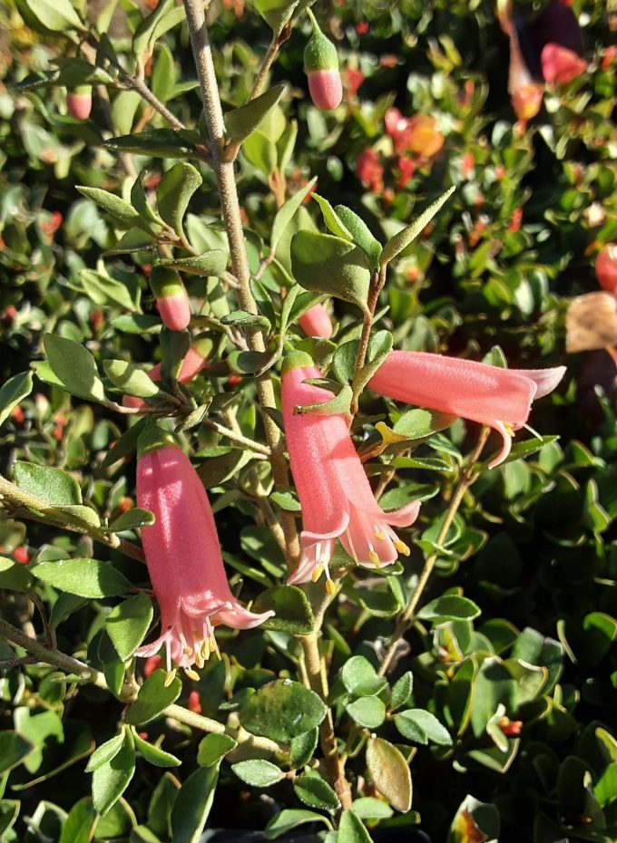 Correa pulchella Carawatha Bells Australian native plant