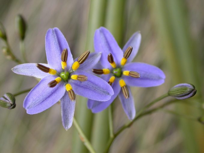 Dianella admixta Australian native plant