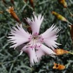 Dianthus superbus light pink perennial plant