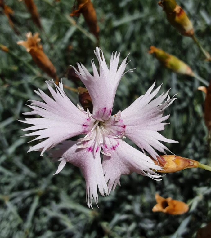 Dianthus superbus light pink perennial plant