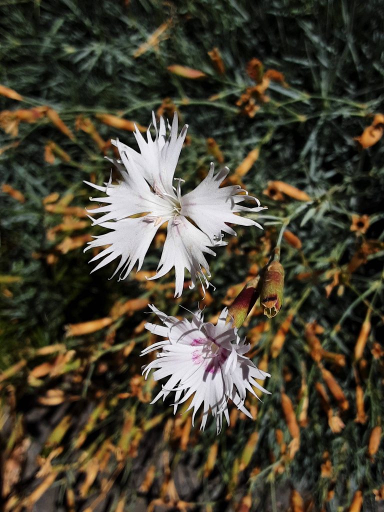 Dianthus superbus light pink in 50mm Forestry Tube – Trigg Plants