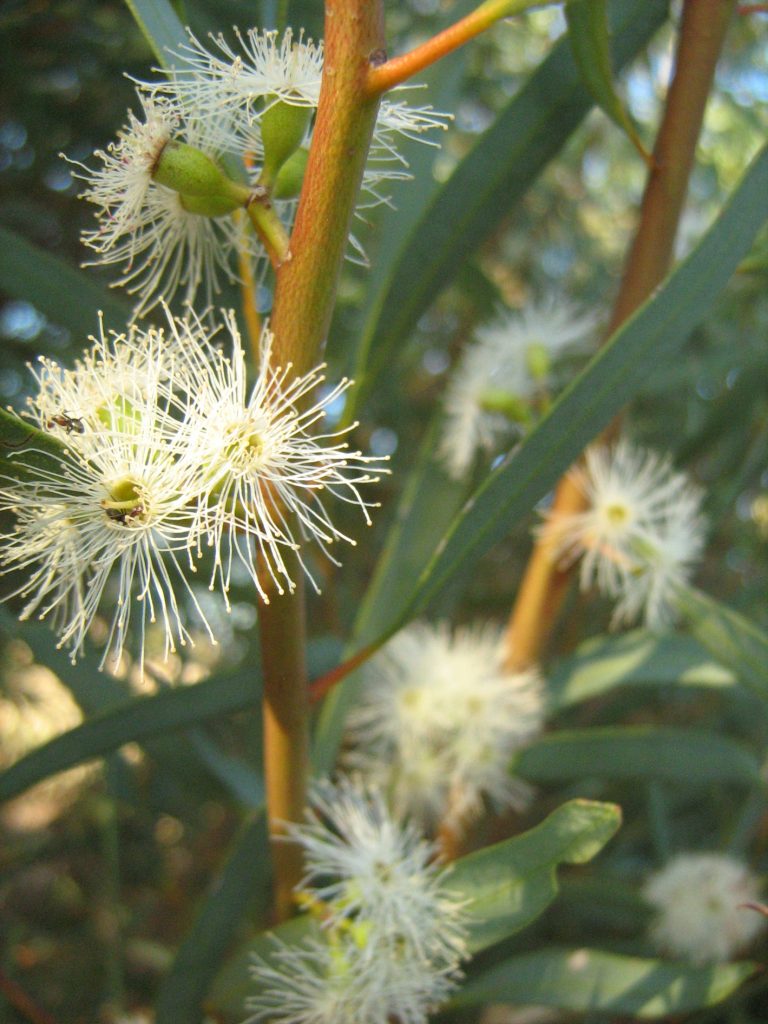 Eucalyptus kochii ssp borealis Australian native plant