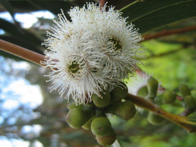 Eucalyptus lacrimans Australian native plant