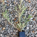 Grevillea floribunda ssp tenella (northern form) Australian native plant