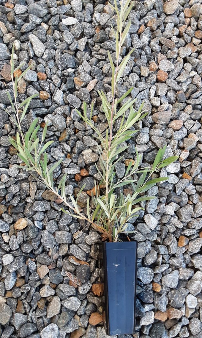 Grevillea floribunda ssp tenella (northern form) Australian native plant
