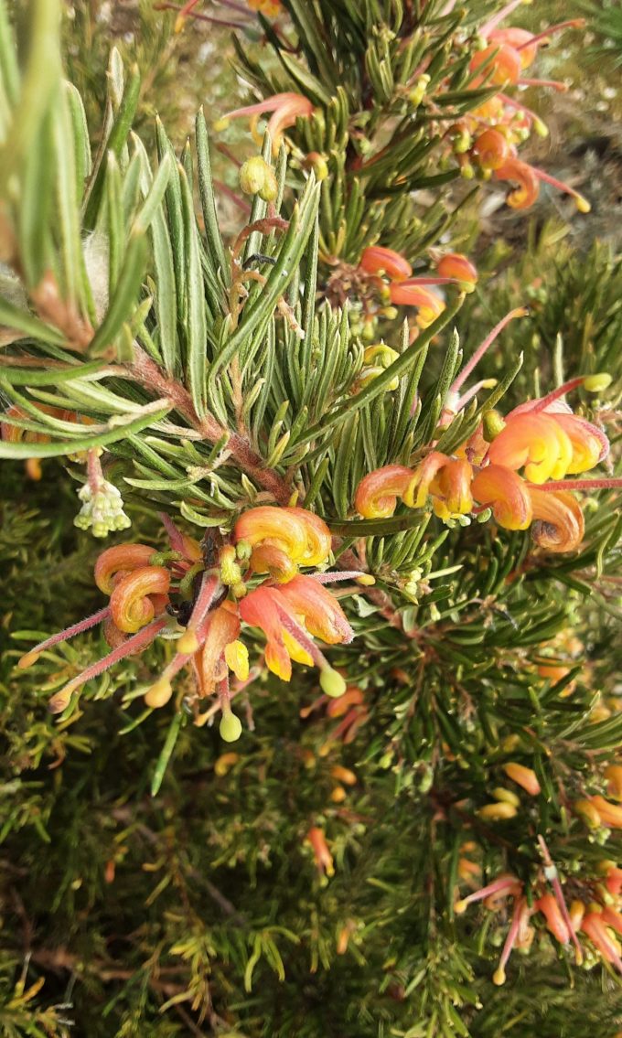 Grevillea rosmarinifolia x alpina Entree Australian native plant