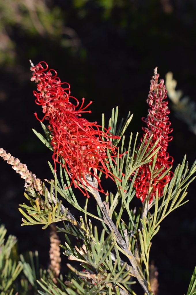 Grevillea tetragonaloba Australian native plant