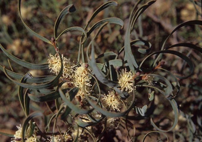 Hakea stenocarpa Australian native plant