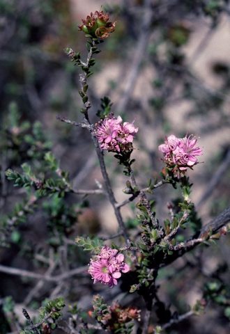 Kunzea micromera Australian native plant