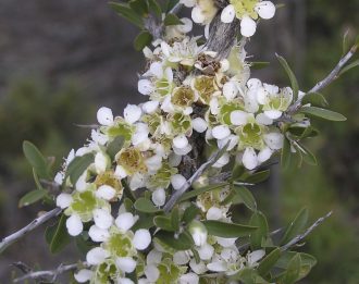 Leptospermum spinescens 50 seeds