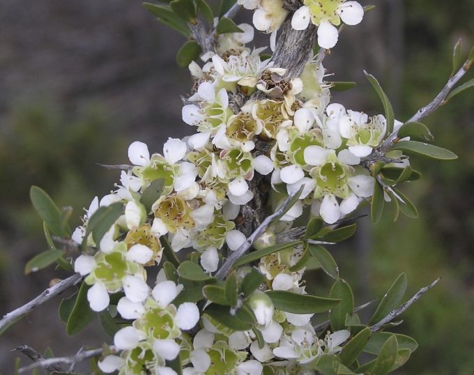 Leptospermum spinescens Australian native plant