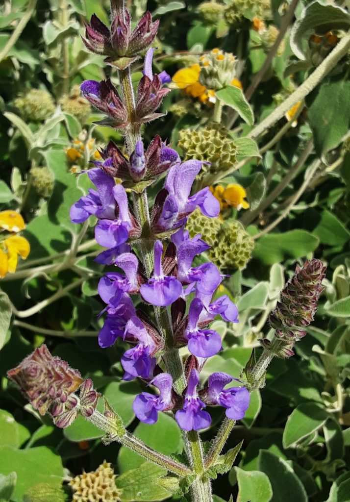 Salvia virgata form perennial plant