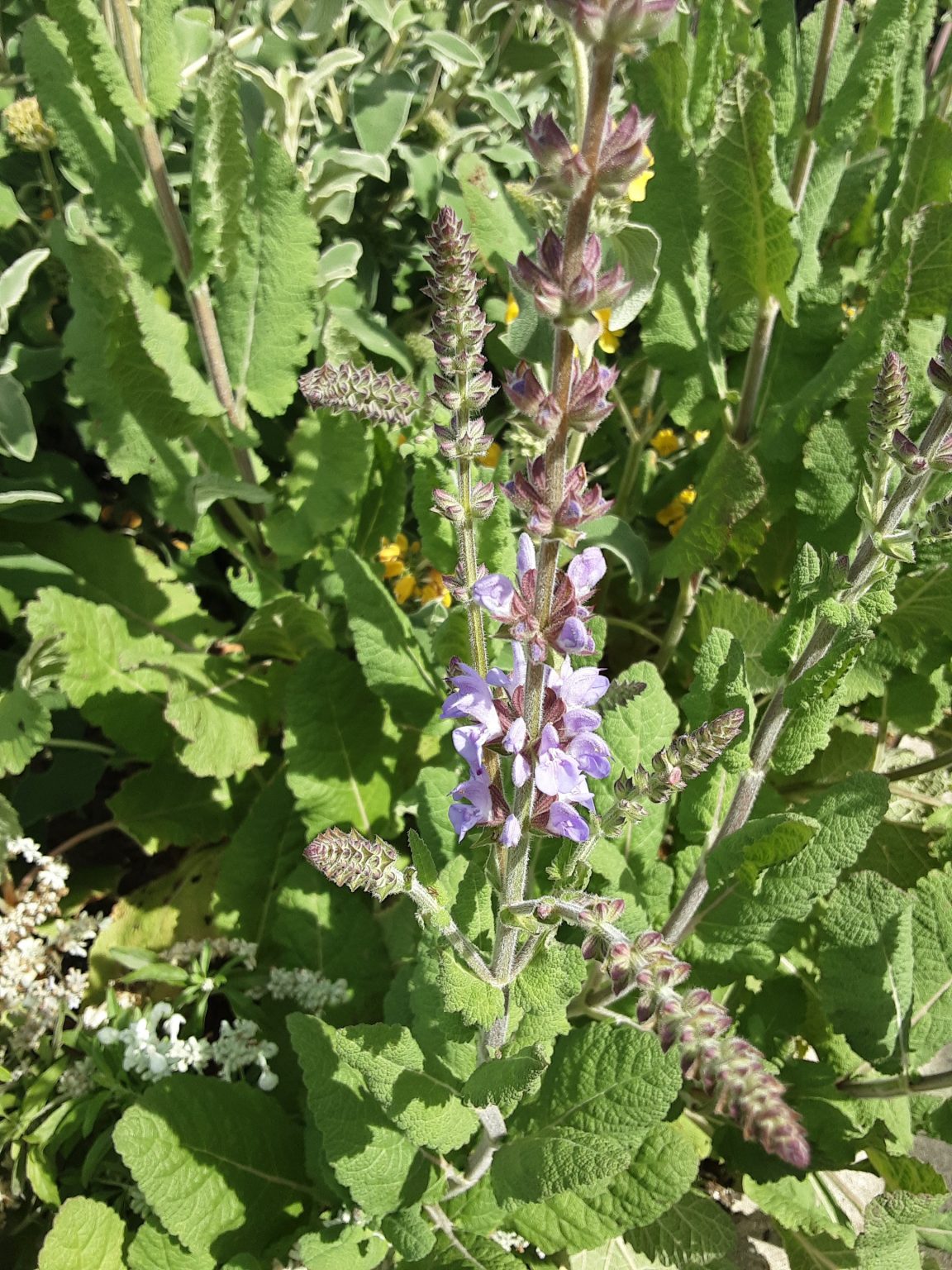 Salvia virgata form tall blue 30 seeds – Trigg Plants