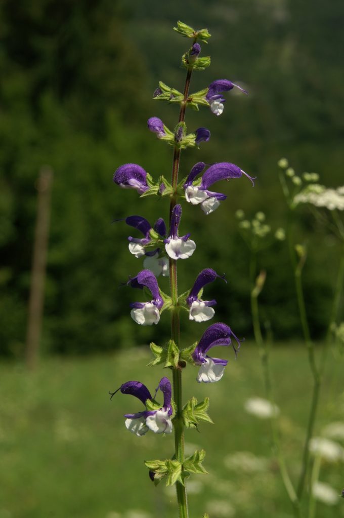 Salvia pratensis Madelaine perennial plant