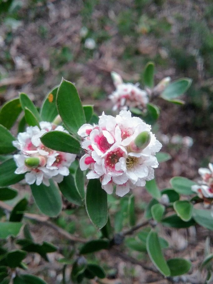 Taxandria marginata Australian native plant