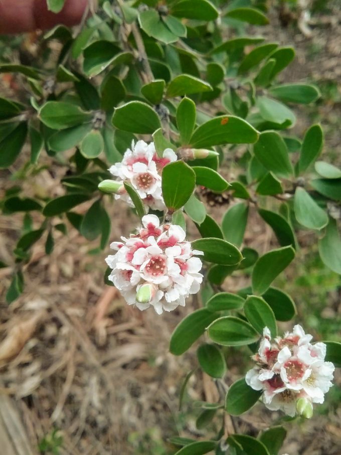 Taxandria marginata Australian native plant