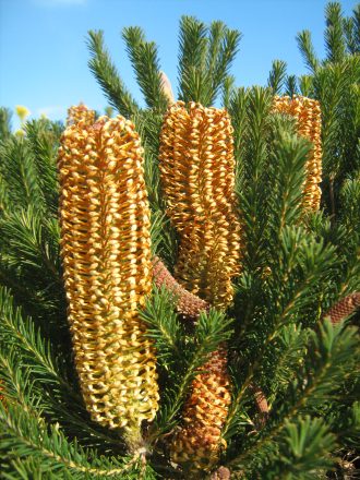 Banksia ericifolia Australian native plant