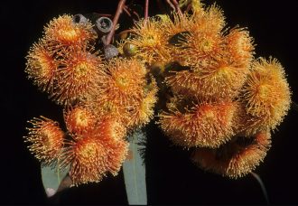 Eucalyptus Torwood in 50mm Forestry Tube