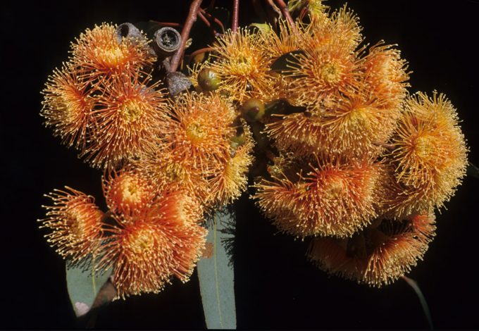 Euscalyptus Torwood Australian native plant