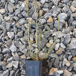 Melaleuca fissurata Australian native plant