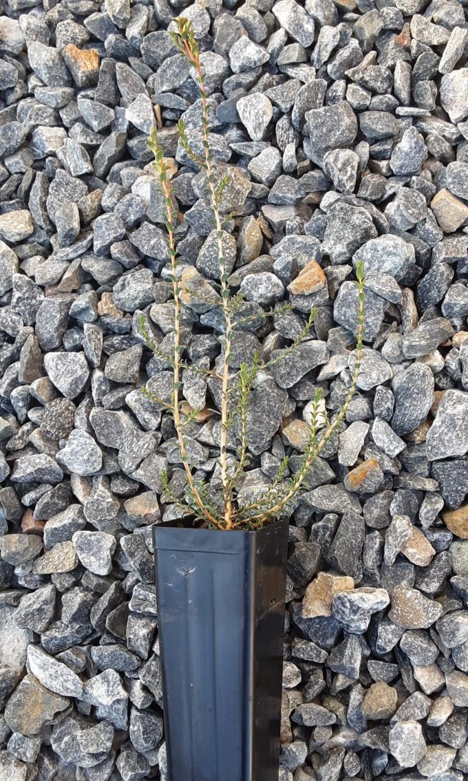 Melaleuca fissurata Australian native plant