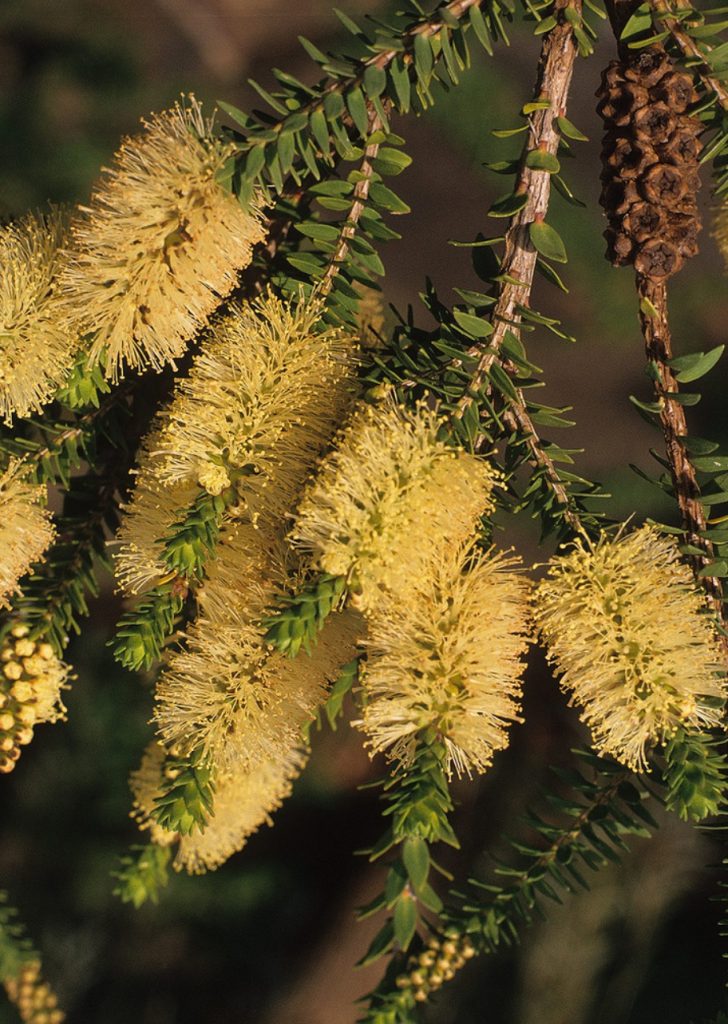 Melaleuca ringens Australian native plant