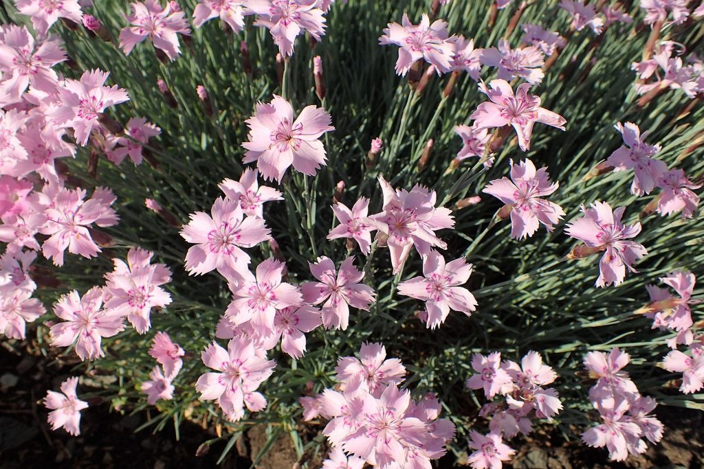 Dianthus plumarius 30 seeds – Trigg Plants