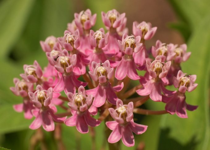 Asclepias incanata perennial plant