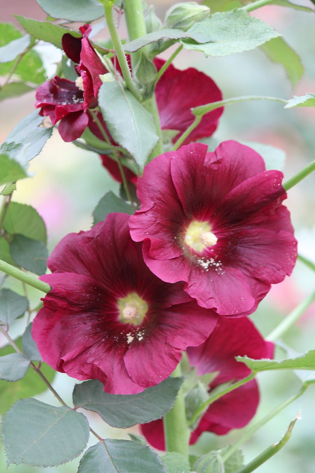 alcea-ficifolia-50-seeds-trigg-plants