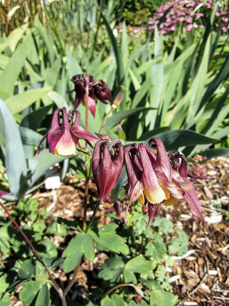 Aqualegia oxypetalum perennial plant