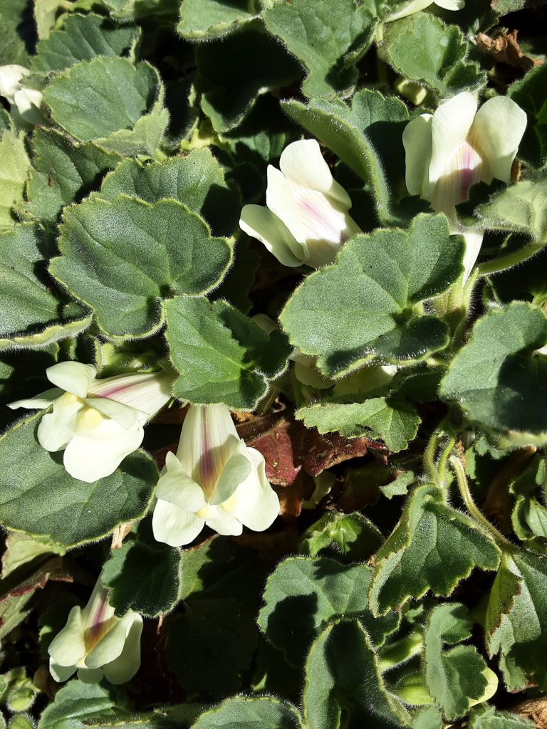 Asarina procumbens perennial plant