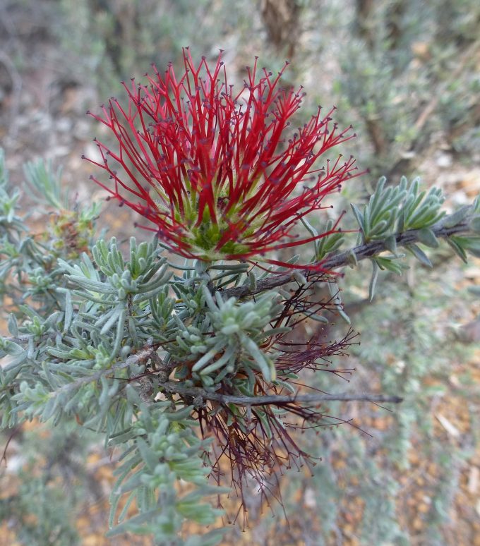Beaufortia incana Australian native plant