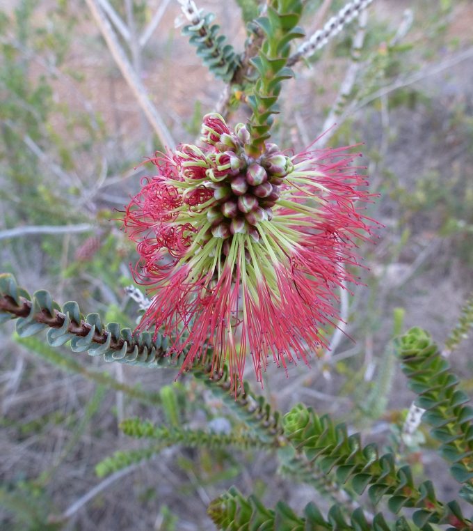 Beaufortia orbifolia Australian native plant