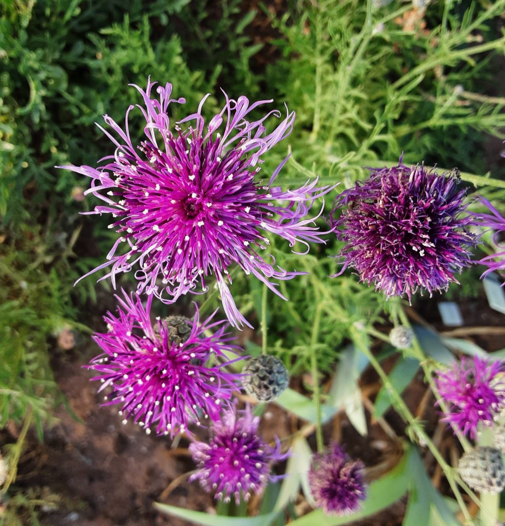 Centurea Scabiosa In 50mm Forestry Tube – Trigg Plants