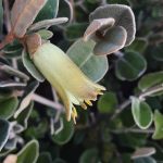 Correa backhouseana Australian native plant